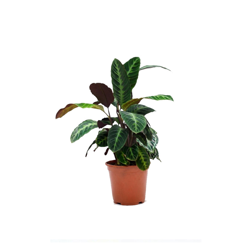 Calathea Warscewiczii/60-70cm