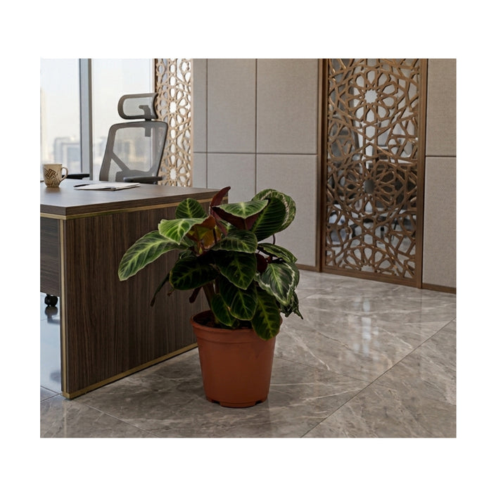 Calathea Warscewiczii/60-70cm