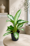 Aglaonema Silver Bay/40cm