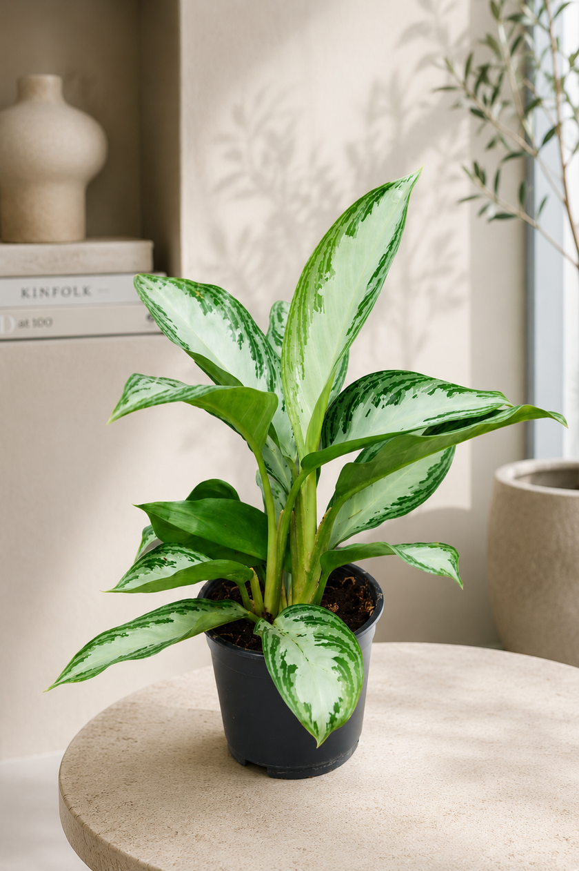Aglaonema Silver Bay/40cm
