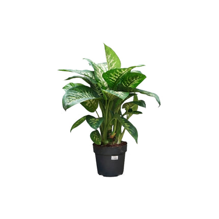 Dieffenbachia Reeva/70cm