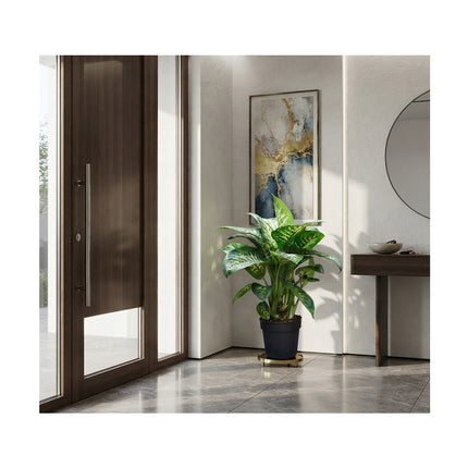 Dieffenbachia Reeva/70cm