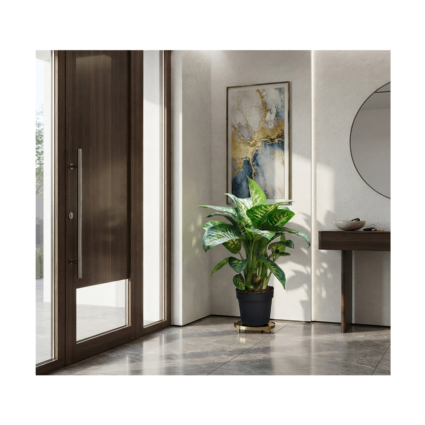 Dieffenbachia Reeva/70cm