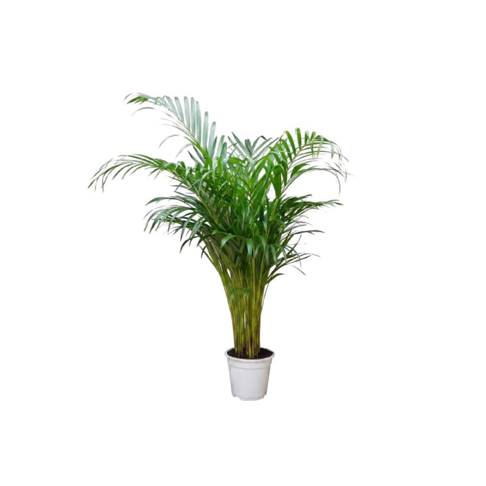Dypsis Lutescens/120-130cm