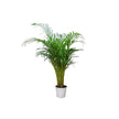 Dypsis Lutescens/120-130cm