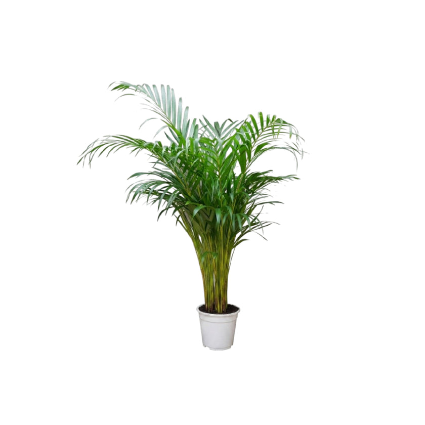 Dypsis Lutescens/120-130cm