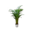 Dypsis Lutescens/120-130cm