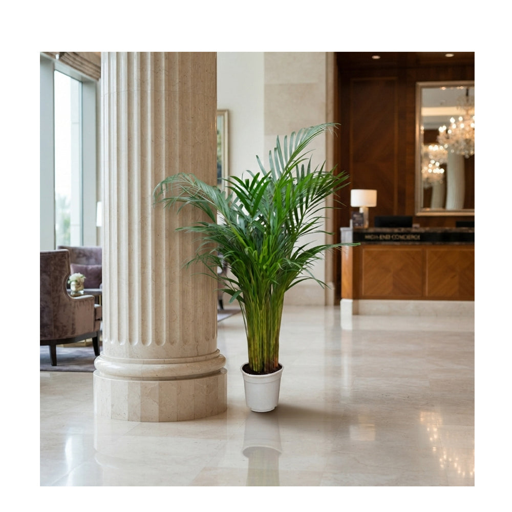 Dypsis Lutescens/120-130cm
