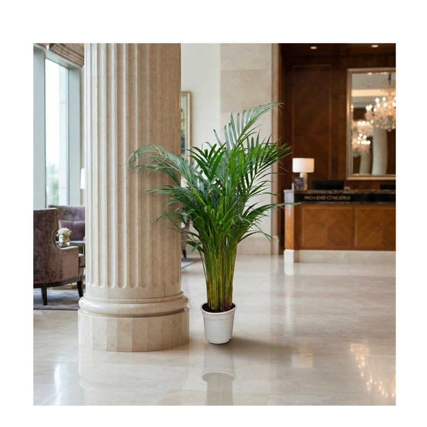 Dypsis Lutescens/120-130cm