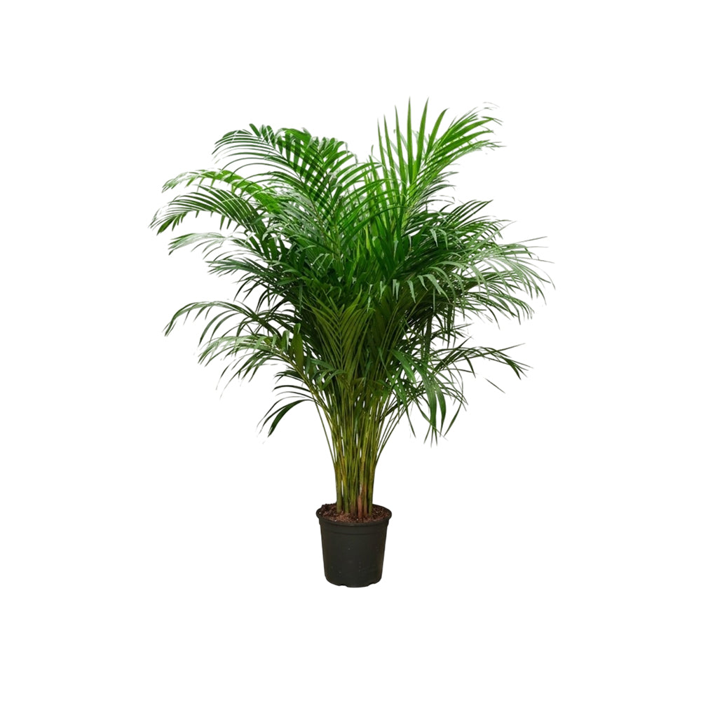 Dypsis Lutescens /150cm