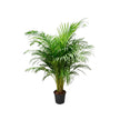 Dypsis Lutescens /150cm