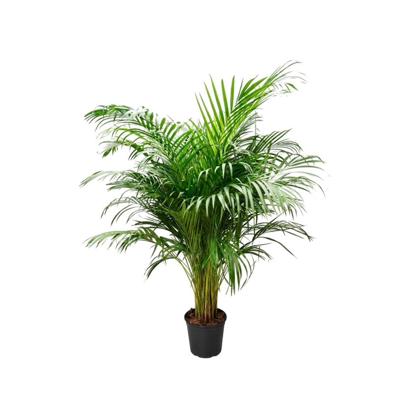 Dypsis Lutescens /150cm
