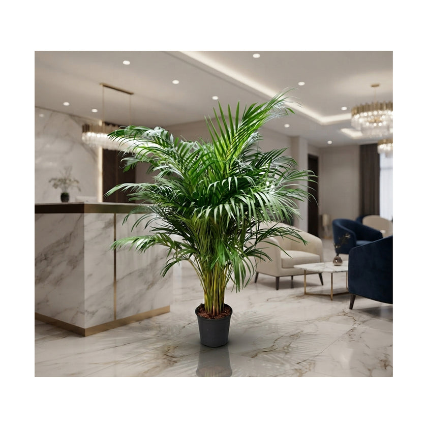 Dypsis Lutescens /150cm