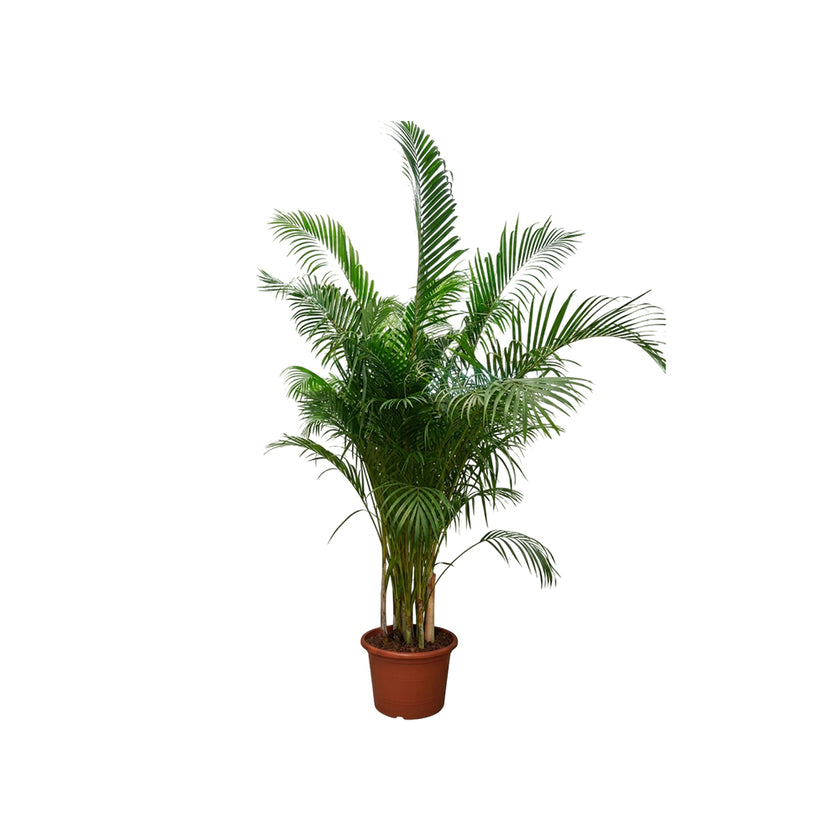 Dypsis Lutescens 20PP/220cm