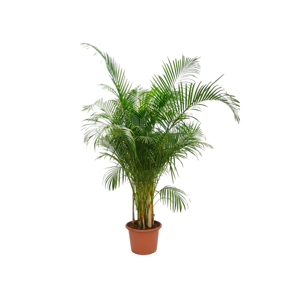 Dypsis Lutescens 20PP/220cm