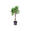 Ficus Amstel King Braided/100cm