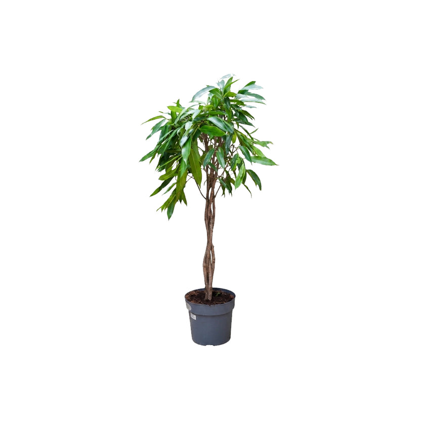 Ficus Amstel King Braided/100cm