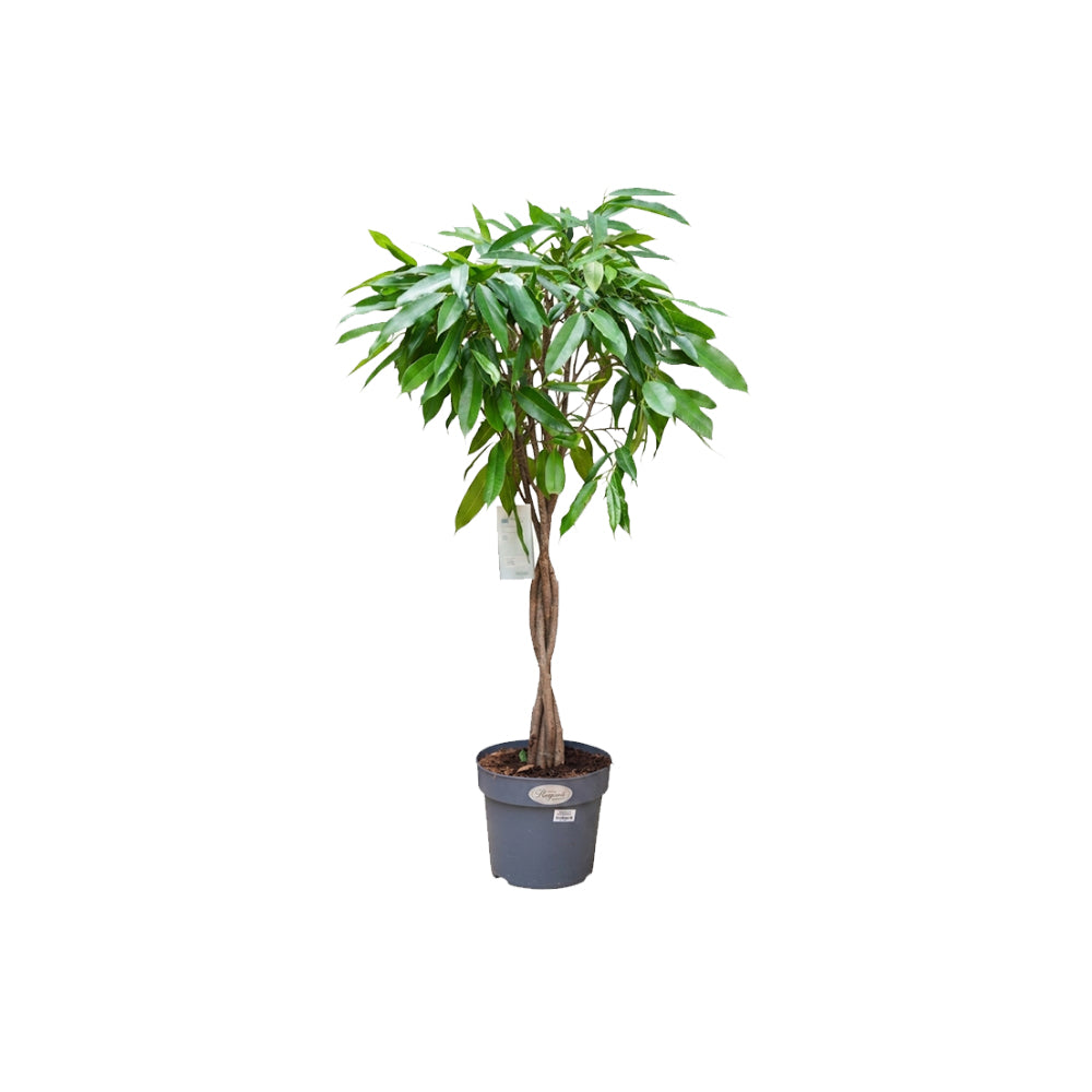 Ficus Amstel King Braided/100cm