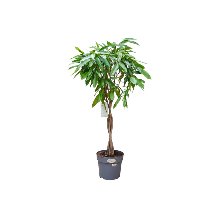 Ficus Amstel King Braided/100cm