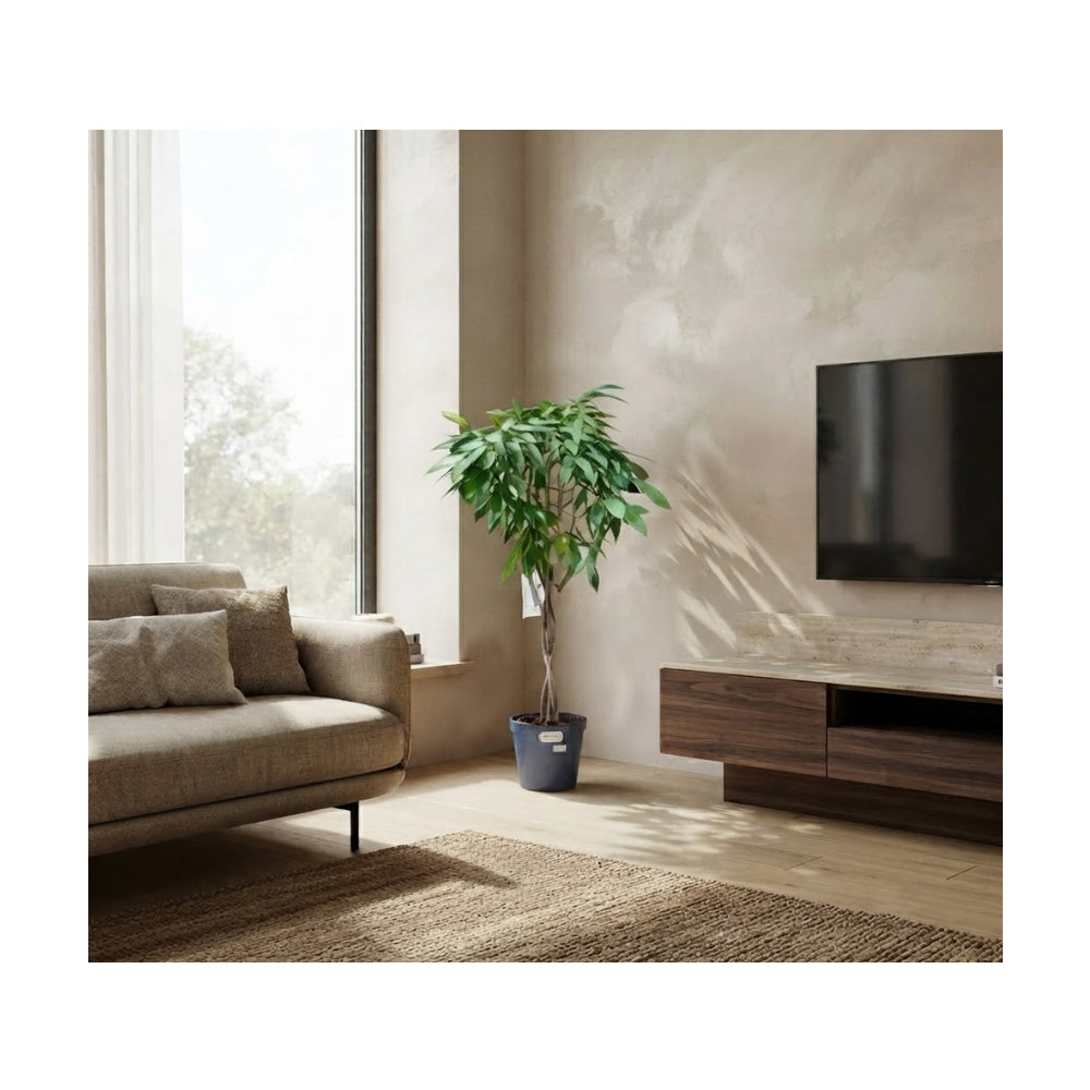 Ficus Amstel King Braided/100cm