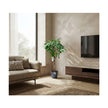 Ficus Amstel King Braided/100cm