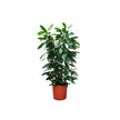 Ficus Cyathistipula 3pp/130cm