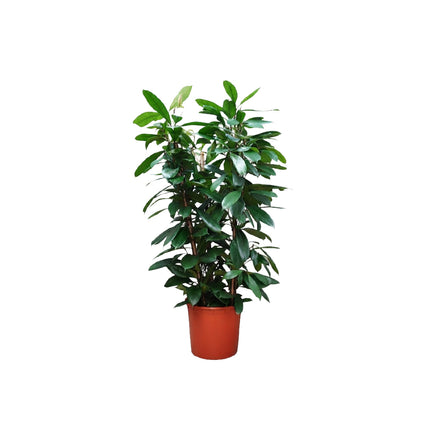 Ficus Cyathistipula 3pp/130cm