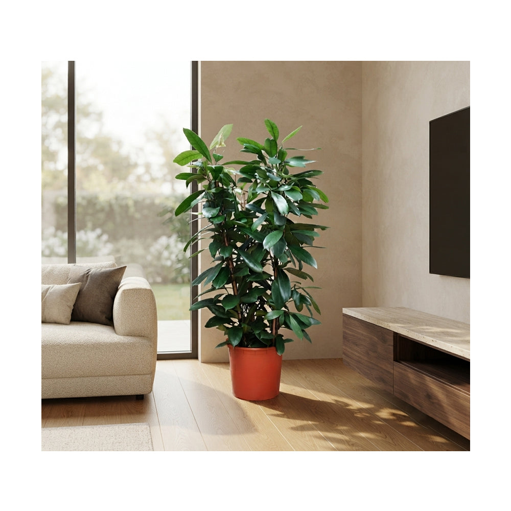 Ficus Cyathistipula 3pp/130cm