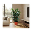 Ficus Cyathistipula 3pp/130cm