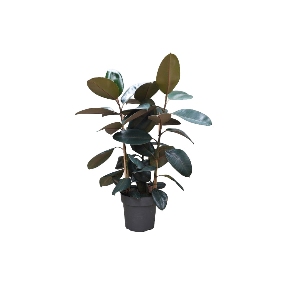 Ficus Elastica Abidjan 3pp/110cm
