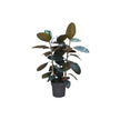 Ficus Elastica Abidjan 3pp/110cm