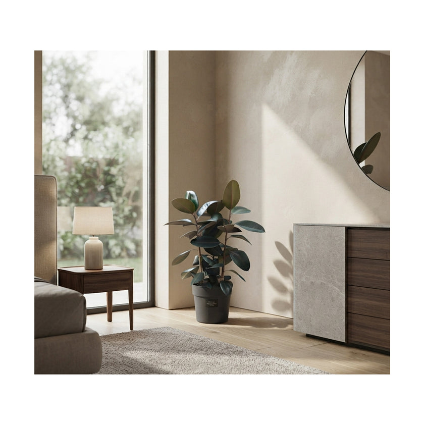 Ficus Elastica Abidjan 3pp/110cm