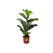 Ficus Lyrata 1pp/100cm