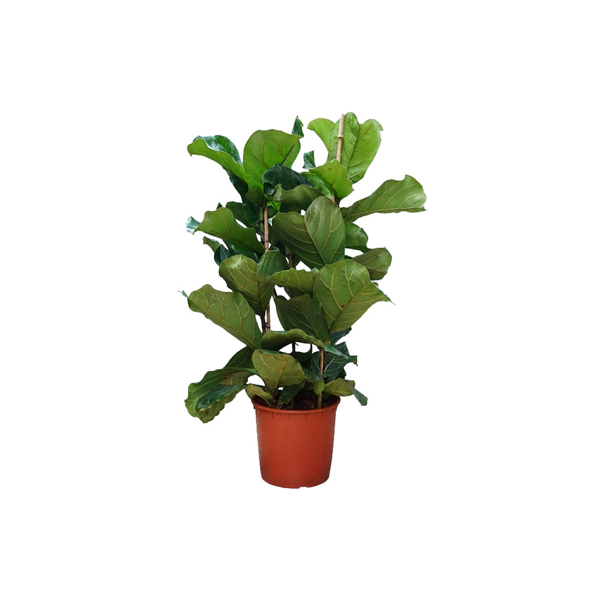 Ficus Lyrata 3pp/140cm