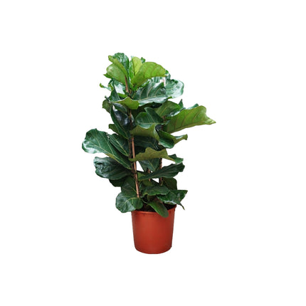 Ficus Lyrata 3pp/140cm