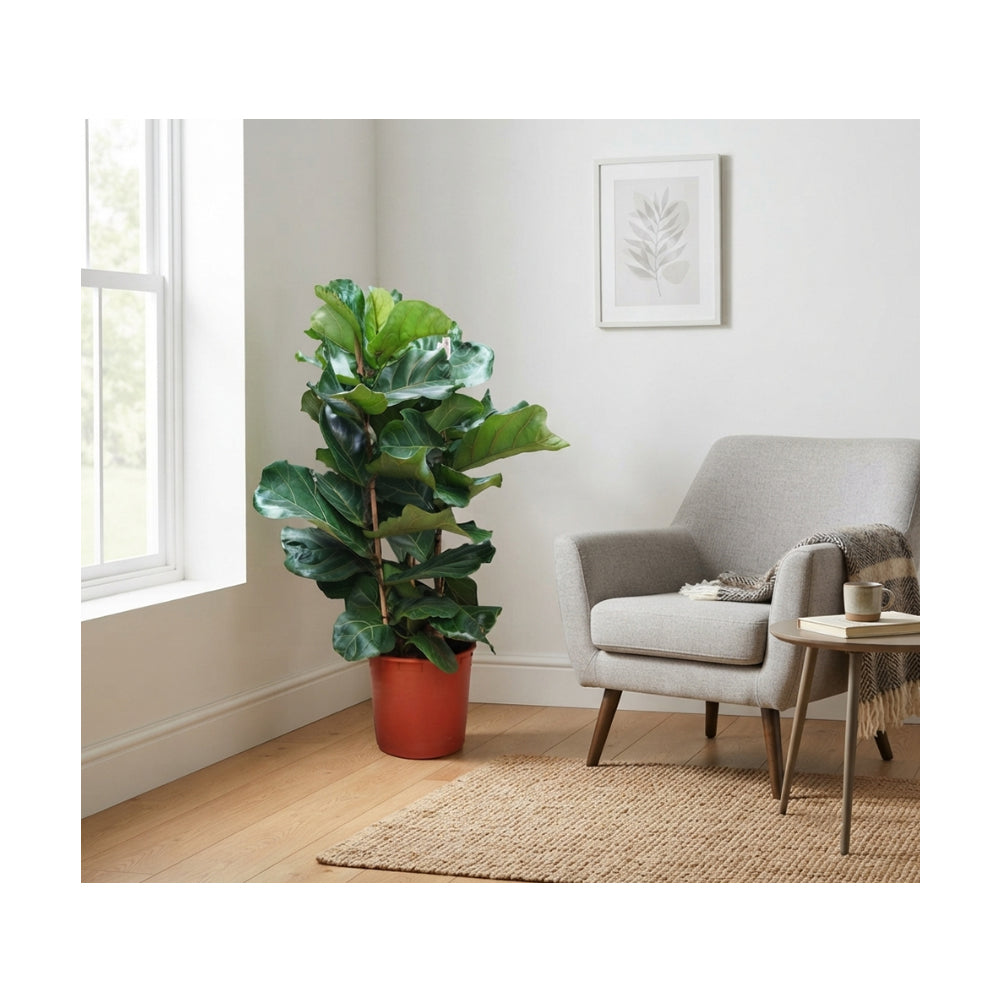 Ficus Lyrata 3pp/140cm