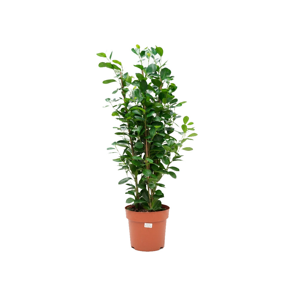 Ficus Micro. Moclame 3PP/90cm