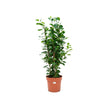 Ficus Micro. Moclame 3PP/90cm