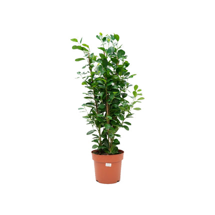 Ficus Micro. Moclame 3PP/90cm