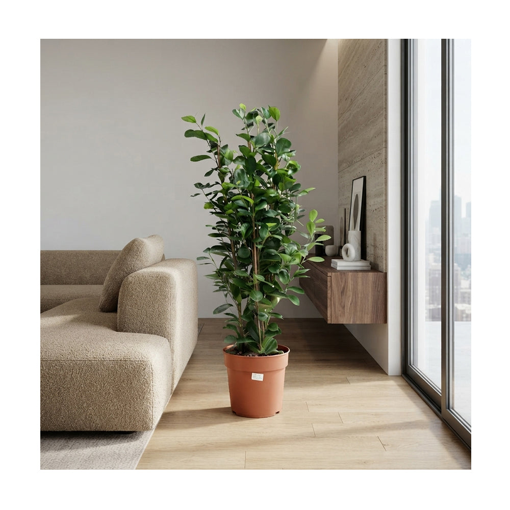 Ficus Micro. Moclame 3PP/90cm