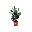 Ficus Elastica Mixed 3pp/70-80cm