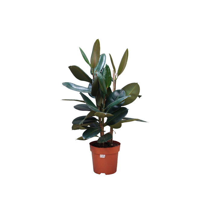 Ficus Elastica Mixed 3pp/70-80cm