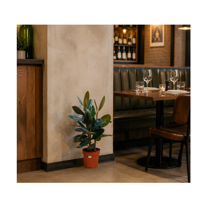 Ficus Elastica Mixed 3pp/70-80cm