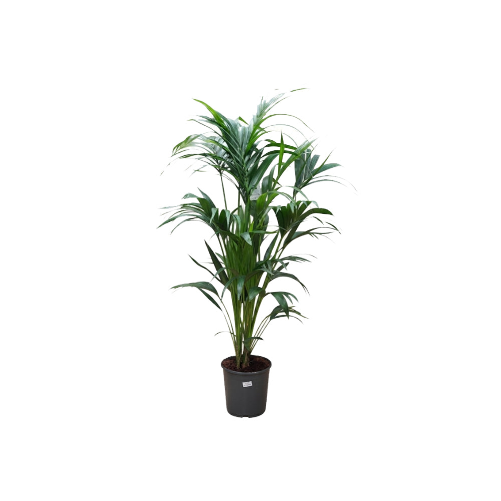 Howea Forsteriana/130cm