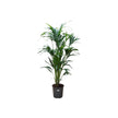 Howea Forsteriana/130cm