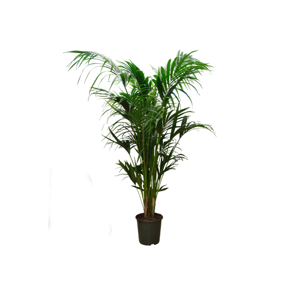 Howea Forsteriana/200cm