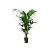 Howea Forsteriana/200cm