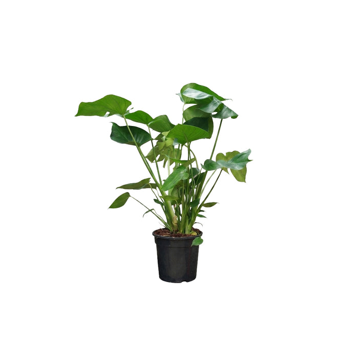 Monstera Deliciosa/70cm
