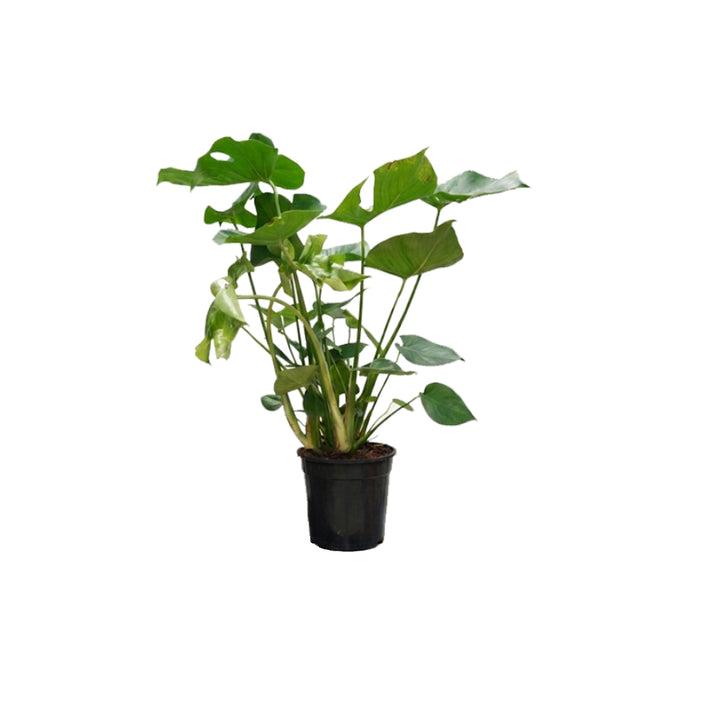 Monstera Deliciosa/70cm