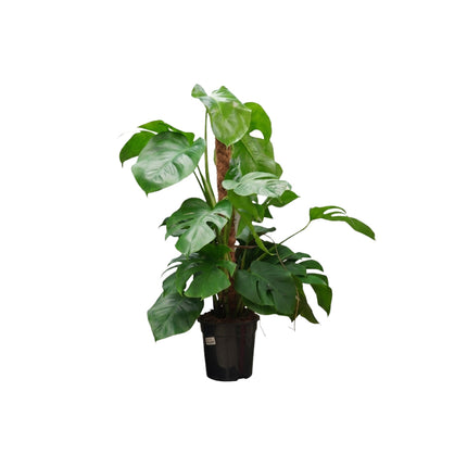 Monstera Pertusum MP/75cm